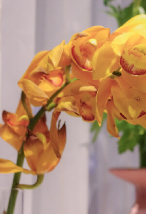 お花のイメージ